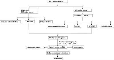 Identification of cuproptosis-related gene clusters and immune cell infiltration in major burns based on machine learning models and experimental validation